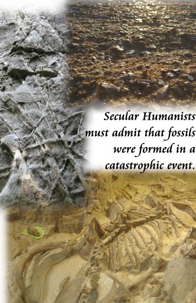 14 fossils catastrophic