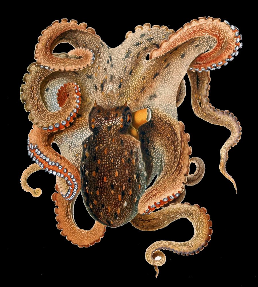 octopus black